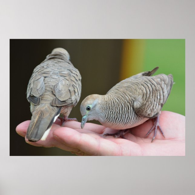 Dove Birds Kauai Hawaii Poster (Front)