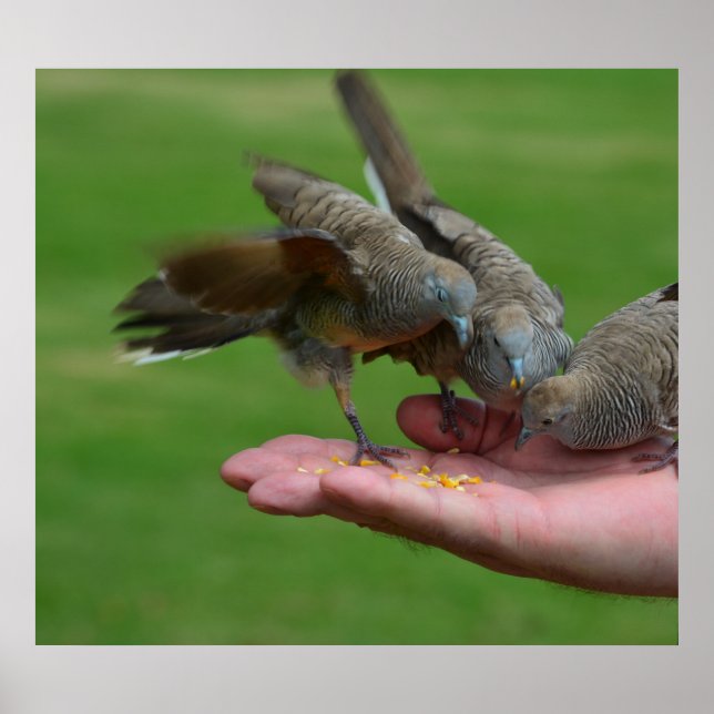 Dove Birds Kauai Hawaii Poster (Front)
