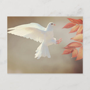 Dove Christian inspirational religious sympathy Postcard