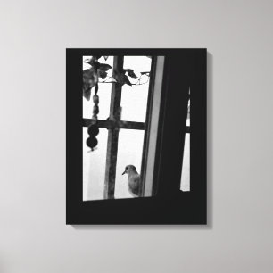 Dove Daydreams Canvas Print