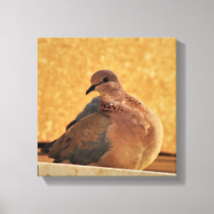 Dove Elegance  Canvas Print