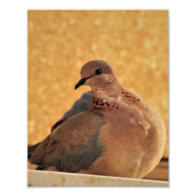 Dove Elegance Photo Print (Front)