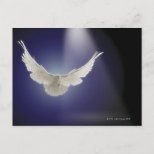 Dove flying through beam of light postcard