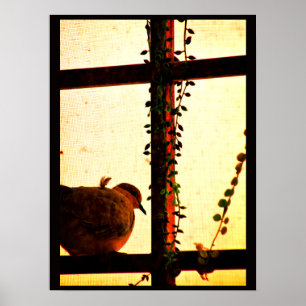 Dove in a Dust Storm Poster