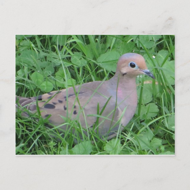 Dove In Grass Postcard (Front)