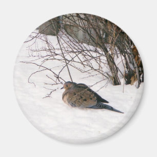 Dove in the Snow Magnet