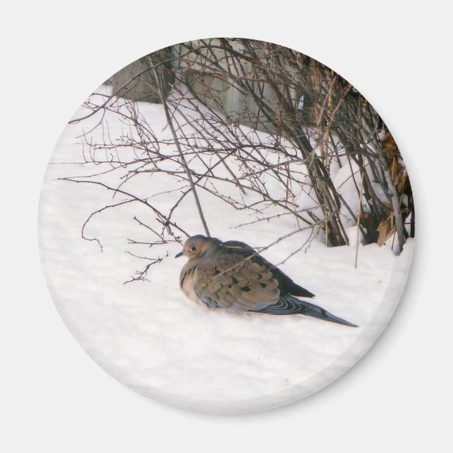 Dove in the Snow Magnet (Front)