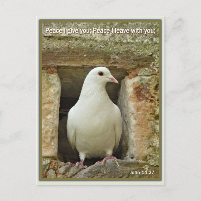 Dove Postcard (Front)