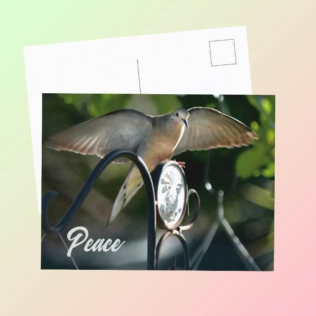 Dove Wings Spread Peace Photographic Postcard (Creator Uploaded)