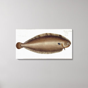 Dover Sole (Solea Solaea) plate XLV from 'Ichthyol Canvas Print