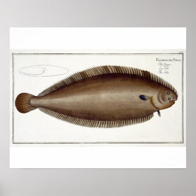 Dover Sole (Solea Solaea) plate XLV from 'Ichthyol Poster (Front)
