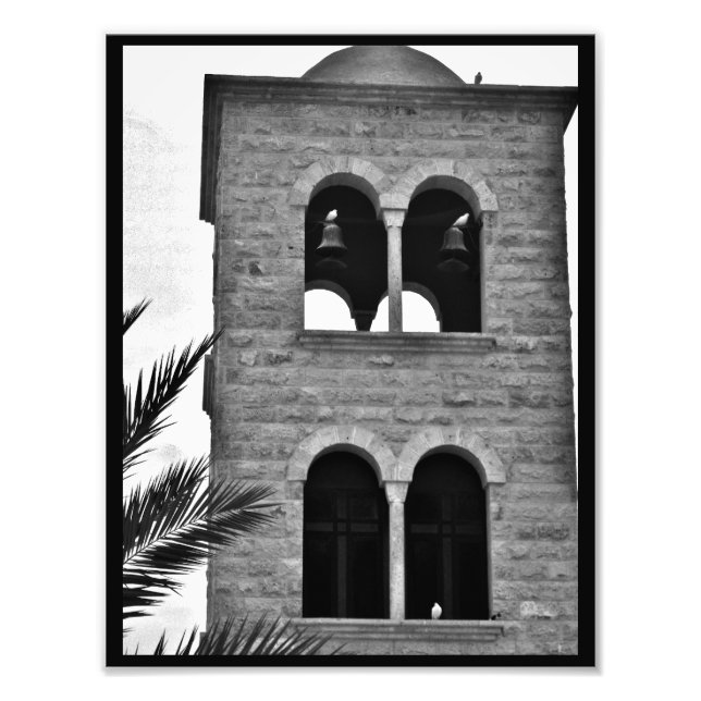 Doves and Pigeons Photo Print (Front)