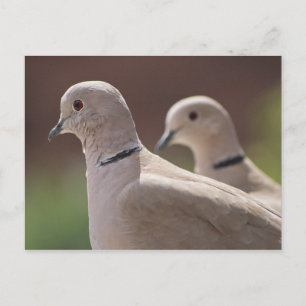 Doves in Love Postcard
