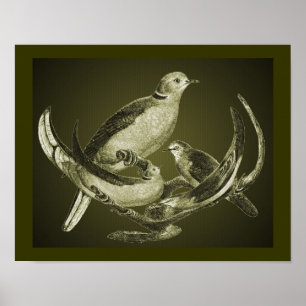 Doves On Branch Animal Art Poster