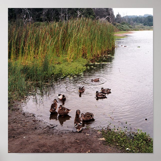 Down at the swamp.... poster (Front)