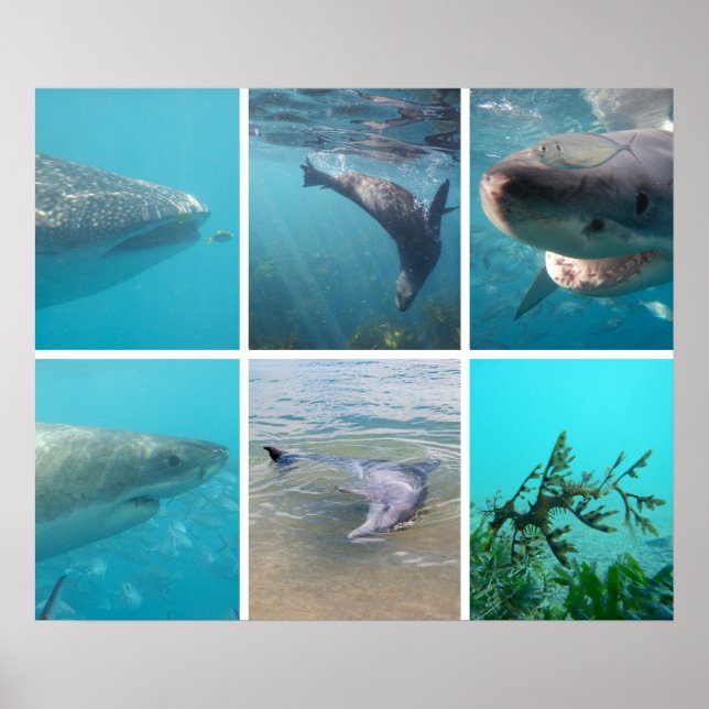 Down Under the Sea Ocean Life Animals Australia Poster (Front)