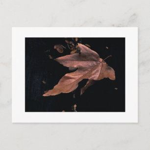 Downed by Sycamore Leaf Postcard