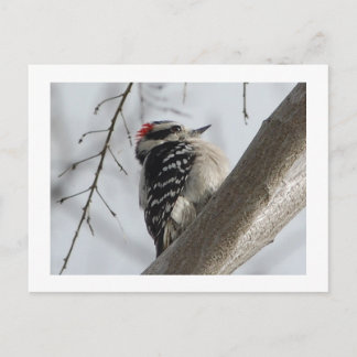 Downey Woodpecker Postcard