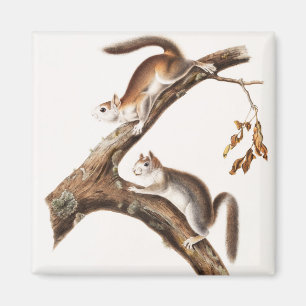 Downy Brown Squirrel House Magnet