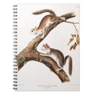 Downy Brown Squirrel House Notebook