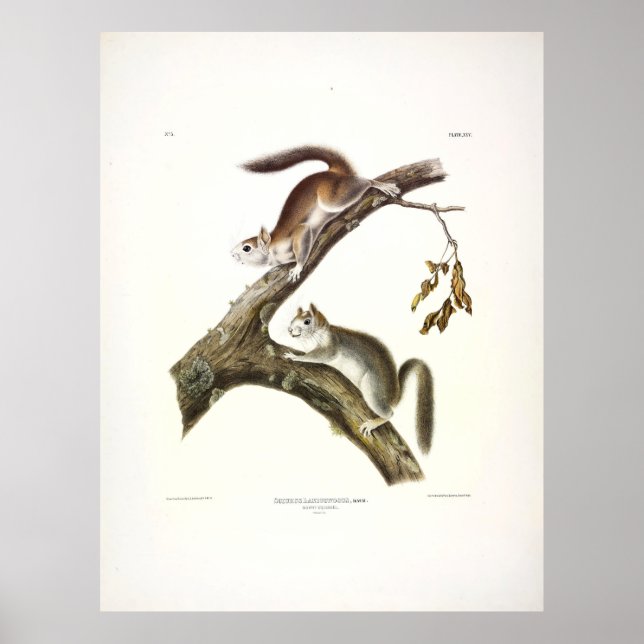 Downy Squirrel, American Red Squirrel, by Audubon Poster (Front)