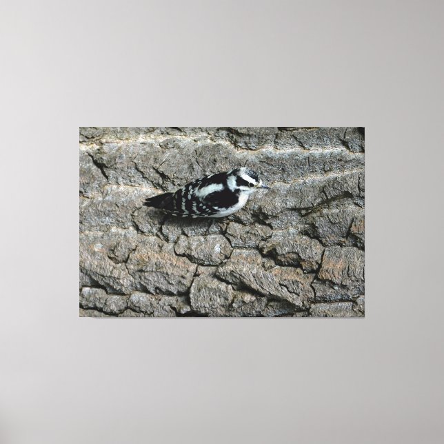 Downy Woodpecker 60 x 40 Wrapped Canvas (Front)