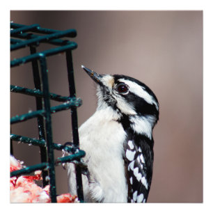 Downy Woodpecker at Feeder Square Photo