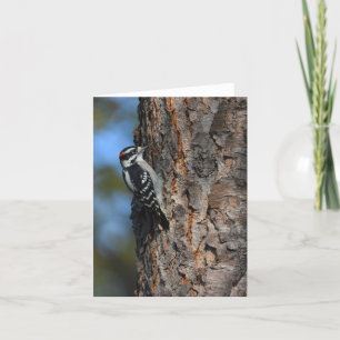 Downy woodpecker blank notecard