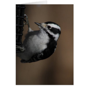 Downy Woodpecker card