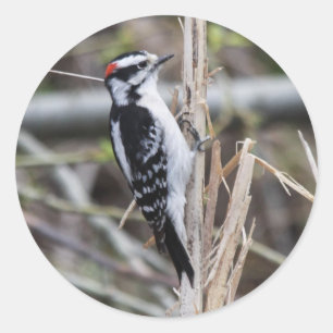 Downy Woodpecker Classic Round Sticker