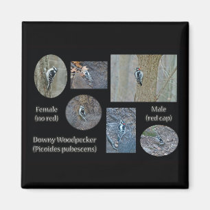 Downy Woodpecker Composite Pictures Items Magnet