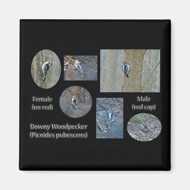 Downy Woodpecker Composite Pictures Items Magnet (Front)