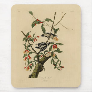 Downy Woodpecker - from Audubon's Birds of America Mouse Mat