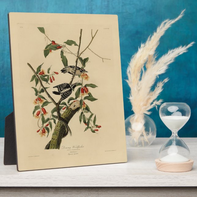 Downy Woodpecker - from Audubon's Birds of America Plaque (Side)