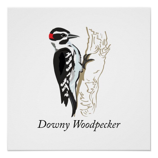 Downy Woodpecker Illustration Poster (Front)