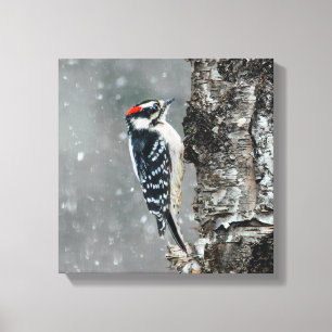Downy Woodpecker in Snow - Original Photograph Canvas Print