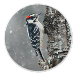 Downy Woodpecker in Snow - Original Photograph Ceramic Knob