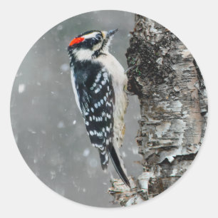 Downy Woodpecker in Snow - Original Photograph Classic Round Sticker