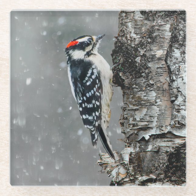 Downy Woodpecker in Snow - Original Photograph Glass Coaster (Front)