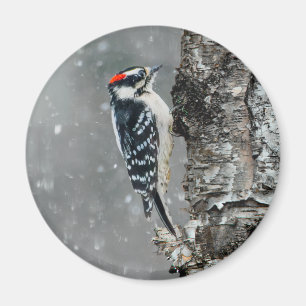 Downy Woodpecker in Snow - Original Photograph Magnet