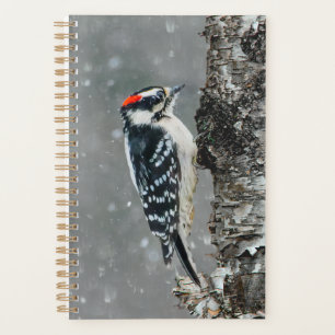 Downy Woodpecker in Snow - Original Photograph Planner
