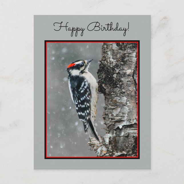 Downy Woodpecker in Snow - Original Photograph Postcard (Front)