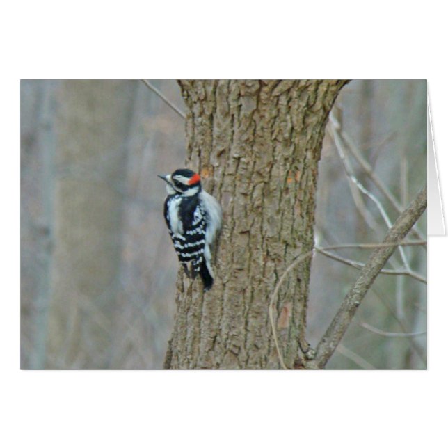 Downy Woodpecker Items (Front Horizontal)