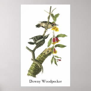 Downy Woodpecker - John Audubon Poster