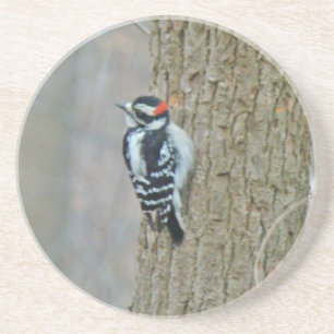 Downy Woodpecker Male Coaster