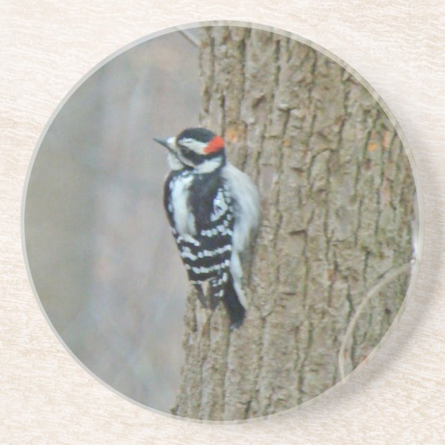 Downy Woodpecker Male Coaster (Front)