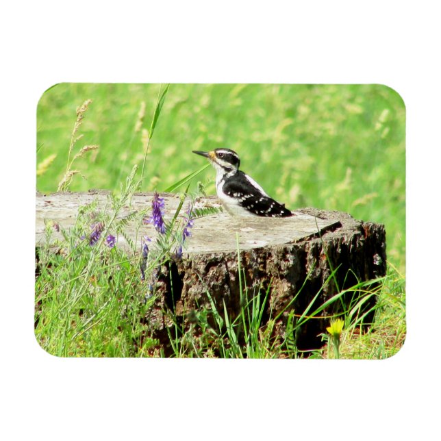 Downy Woodpecker on Tree Stump Magnet (Horizontal)