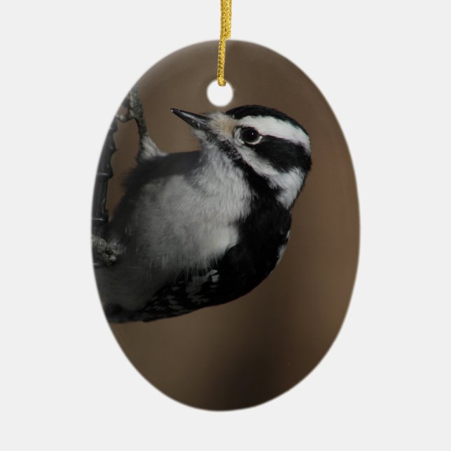 Downy Woodpecker ornament (Front)