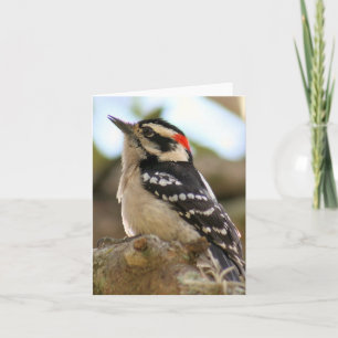 Downy Woodpecker Photo Folded Note Card