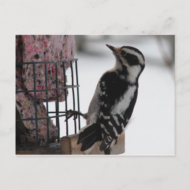 Downy Woodpecker Postcard (Front)